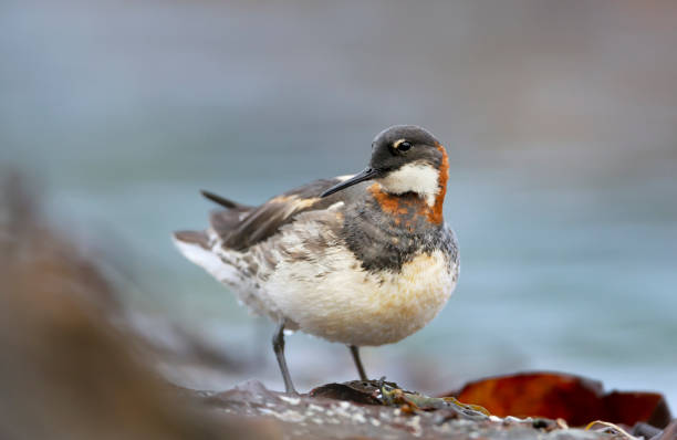 istock Red-necked phalarope standing on a rock 1213323297