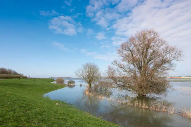 flooded trees in water of river waal near loevestein castle in the netherlands and reflections on blue sky and clouds