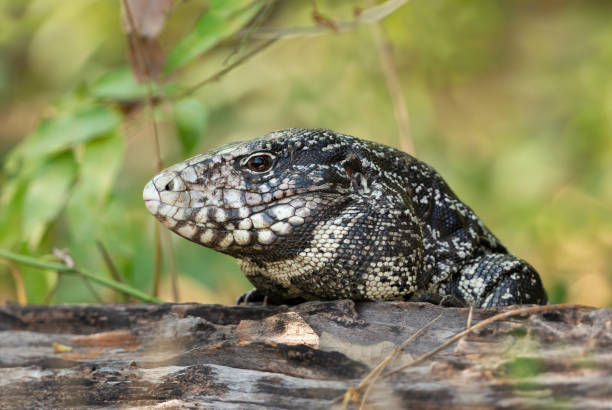 Close up of a  Black and White Tegu