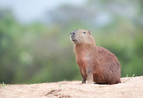 fermez-vous vers le haut d’un capybara sur une rive de fleuve - capybara photos et images de collection