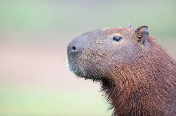 istock Close up of a Capybara against clear background 1213323894