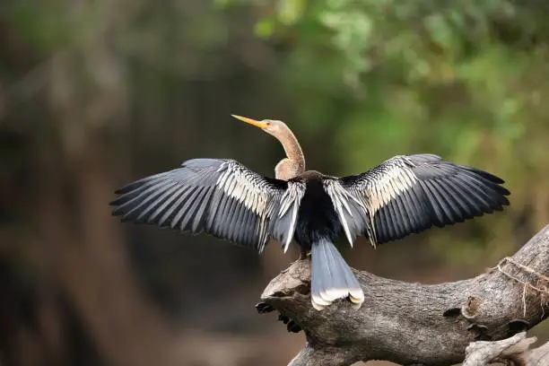 Close up of Anhinga perched on a tree with wings and tail spread to dry, Pantanal, Brazil.