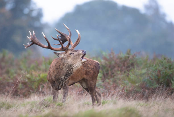istock Red deer stag calling during rutting season in autumn 1213324926