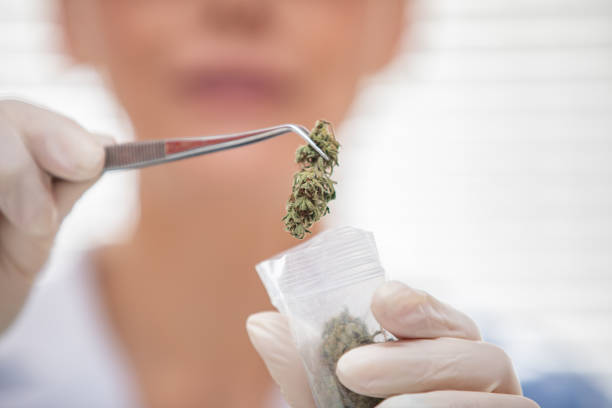 Close-up of Researcher Putting Dry Cannabis Bud in Plastic Bag Close-up of Researcher Putting Dry Cannabis Bud in Plastic Bag. cannabis store photos stock pictures, royalty-free photos & images