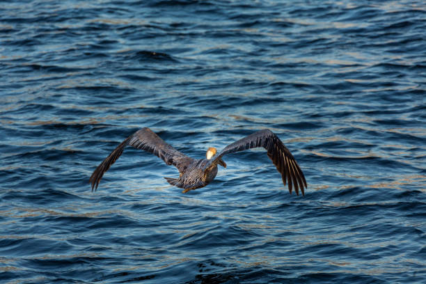 istock Pelican flying around Havana's shores 1213326789