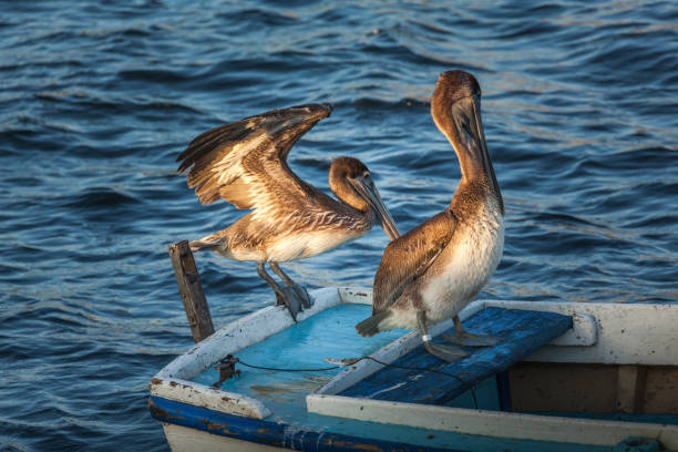 istock Pelican flying around Havana's shores 1213326909