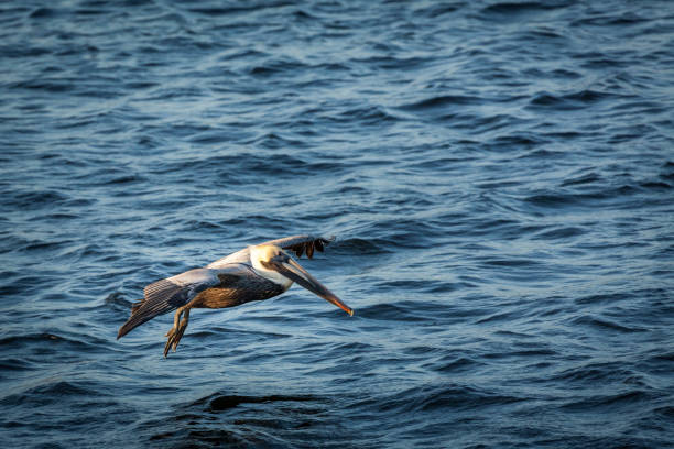 istock Pelican flying around Havana's shores 1213326911