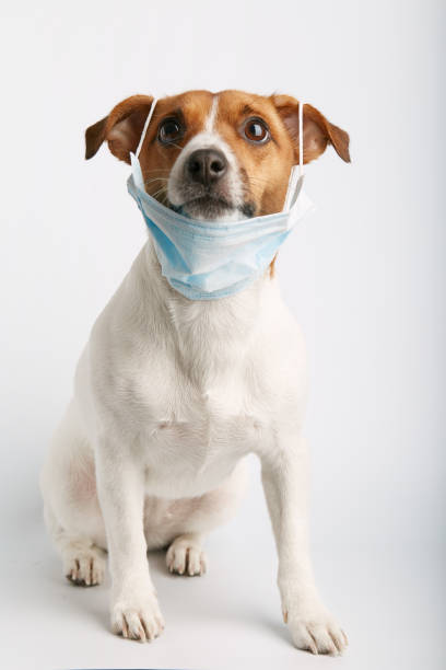 istock pet hospital 1213326939