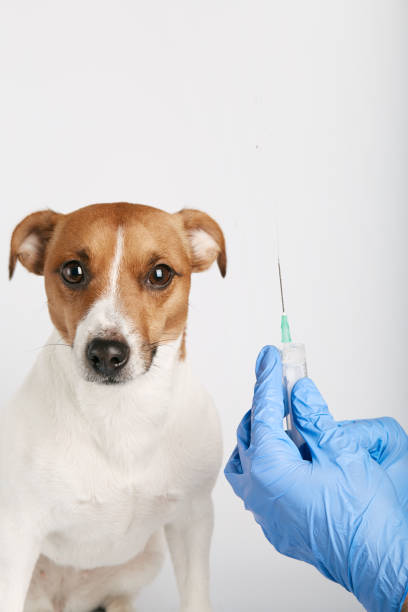 istock pet hospital 1213326958