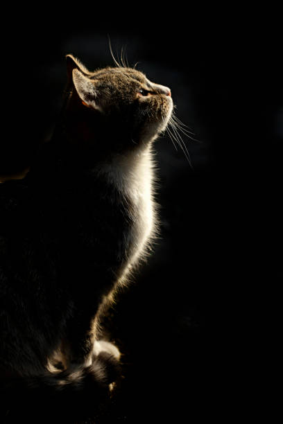 istock Silhouette of wild cat 1213327415