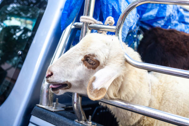 White sheep bleats in car. Transportation of cattle