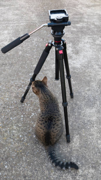 istock Tom cat next to a tripod on a street. 1213329155