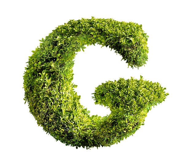 istock Letter G made from a hedge on white background 121332997