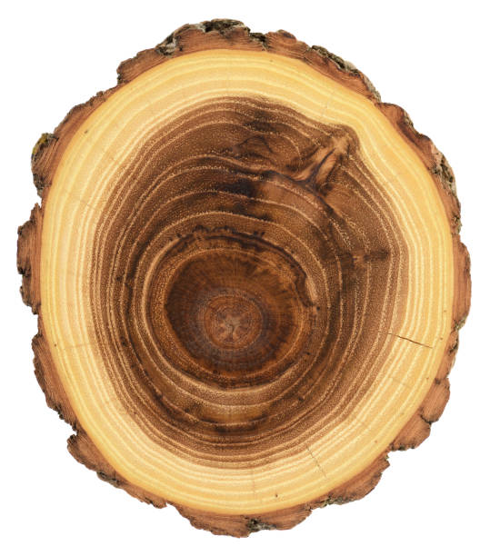 istock Acacia wood slab unique texture with year rings texture isolated on white background 1213331019