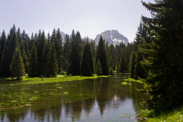 pine forest river all'interno del parco nazionale montagnoso - forest landscape pine tree snow foto e immagini stock