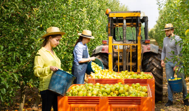 istock Farmers putting bruised apples in crate 1213337441