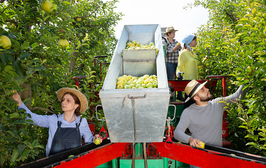 Group of garden workers gathering in crops of apples on modern harvesting machine