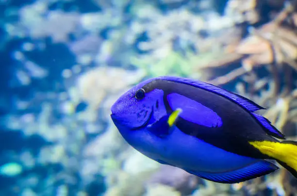 Tropical Fish Dorie in a marine aquarium in blue optics Paracanthurus hepatus
