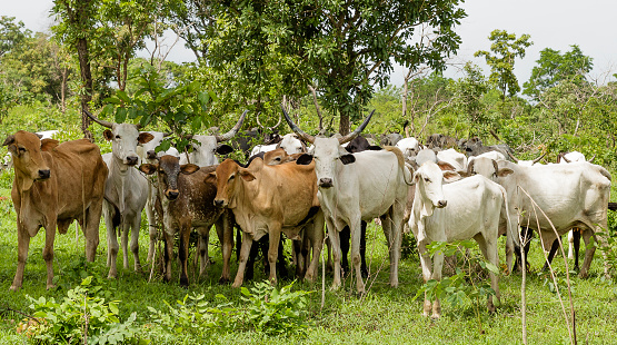 Zebu Cattle at Old Oyo National park in Nigeria.