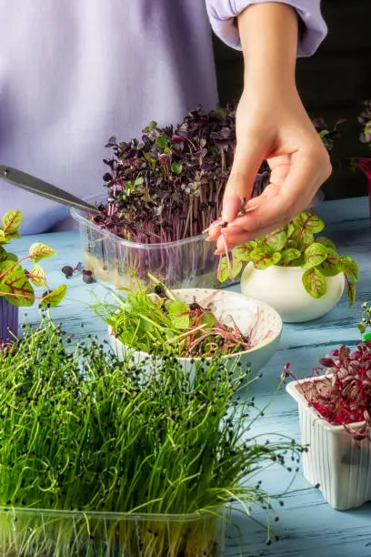 Young shoots of red basil, close up. The girl cuts with scissors micro greens for salad. Cropped photo.