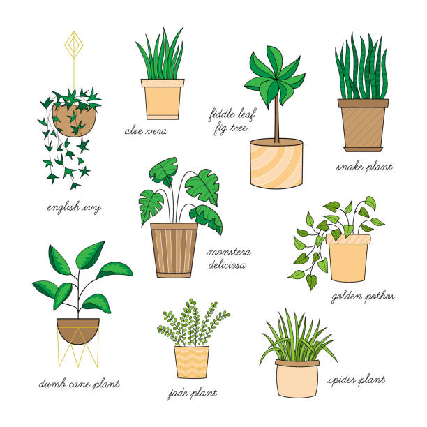 Houseplant set Cute home plants vector illustration set. Hand drawn outlined indoor plants, easy to keep alive, collection. Isolated. chlorophytum comosum stock illustrations