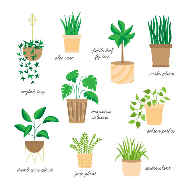 Indoor houseplants vector set Cute home plants vector illustration set. Hand drawn indoor plants, easy to keep alive, collection. Isolated. chlorophytum comosum stock illustrations