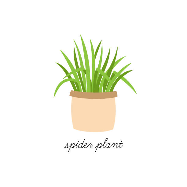 Spider plant Spider plant, chlorophytum comosum vector illustration graphic. Hand drawn cute indoor plant in pot. Isolated. spider plant animal stock illustrations