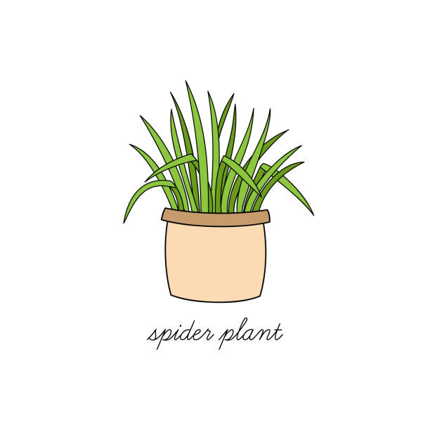 Spider plant Spider plant, chlorophytum comosum vector illustration graphic. Hand drawn cute outlined indoor plant in pot. Isolated. spider plant animal stock illustrations