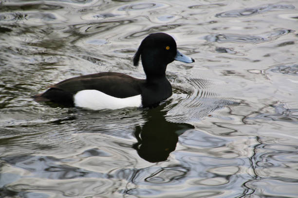 istock A view of a Tufted Duck 1213340100
