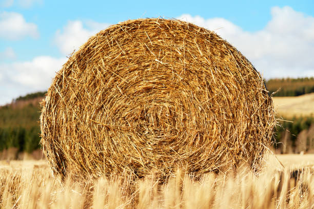 Hay Bale in an agricultural field.