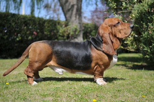 Basset Hound purebred dog on the grasss