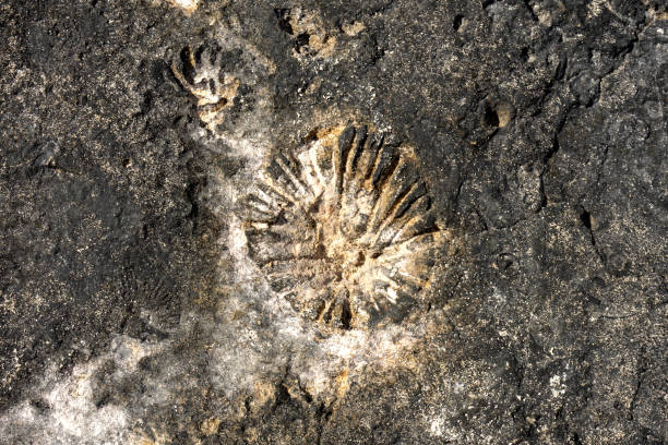 istock Rock with fossil  texture and background at the beach 1213341968