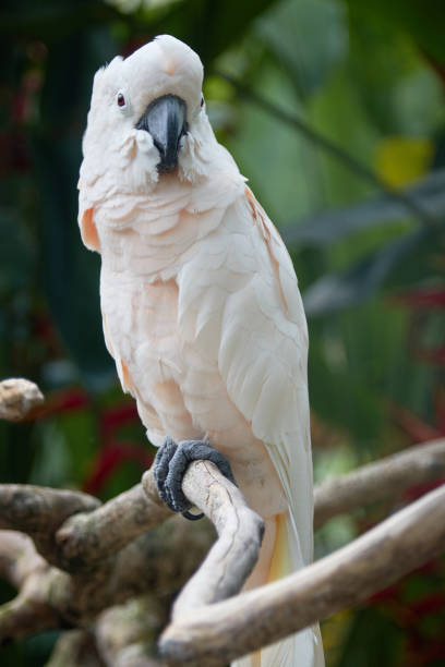 istock A pale pink parrot on a branch 1213343427