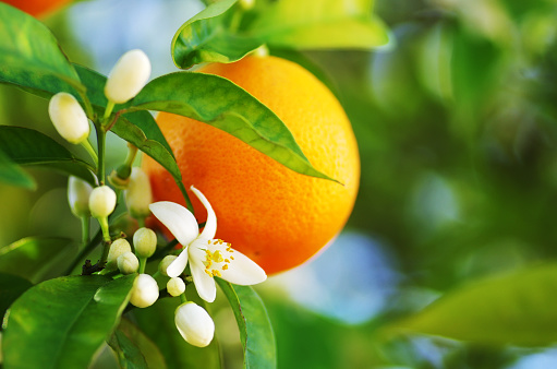 closeup of orange fruit, leaves and flowers