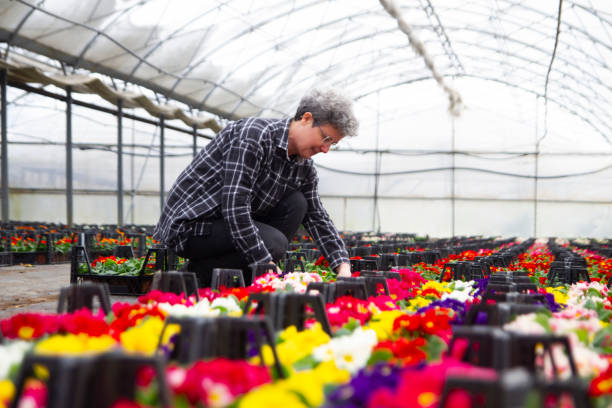 istock Middle Aged Woman Working in Violet Greenhouse 1213343536