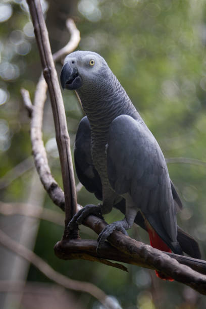 istock Gray Jaco parrot with red tail. 1213343606
