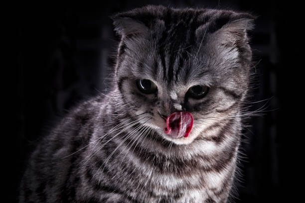 istock Animal, cute, domestic cat, beautiful, gray 1213344447