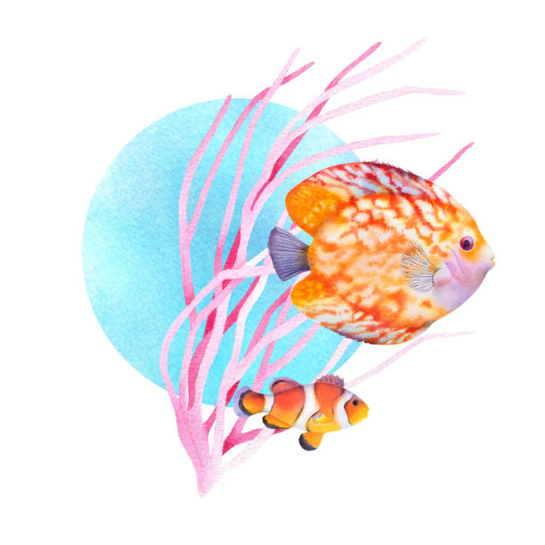 engelfische, clownfische und rote korallen. tropische ozean riff tierwelt. aquarell-illustration. - tropical fish clown fish isolated animal stock-grafiken, -clipart, -cartoons und -symbole