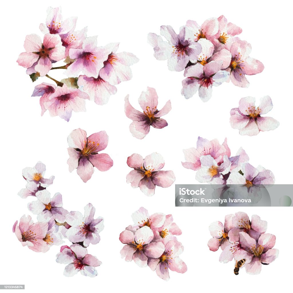 수채화 벚꽃 계절의 봄 일러스트 꽃 무늬 요소의 집합입니다 벌에 대한 스톡 벡터 아트 및 기타 이미지 - 벌, 수채화, 0명 -  Istock