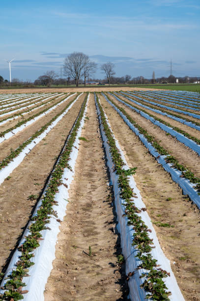 istock Spring fields with rows of young strawberry plants growing outdoor on soil beds covered with white plastic film 1213349093