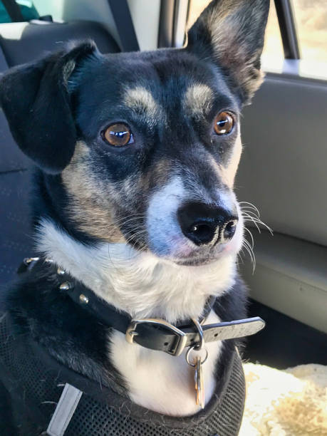 istock Serious dog is sitting in the car 1213349780
