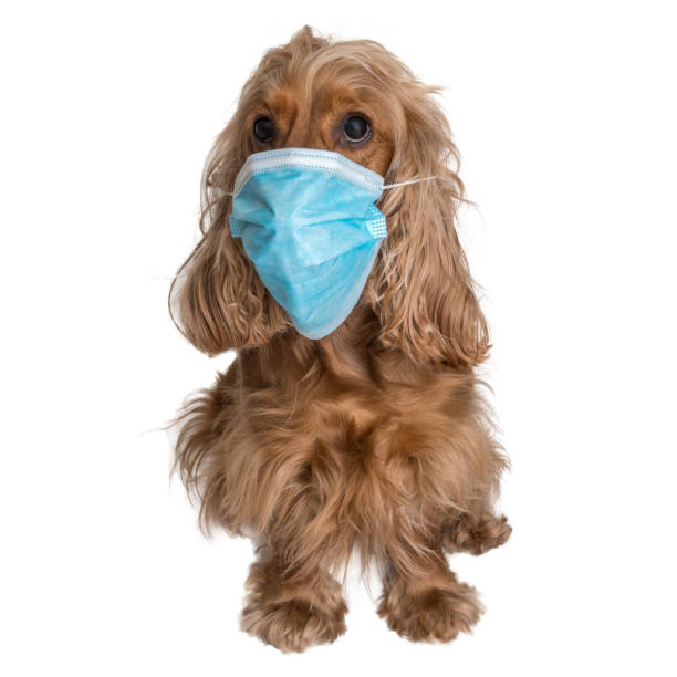 istock Dog with medical face mask isolated on white 1213349906