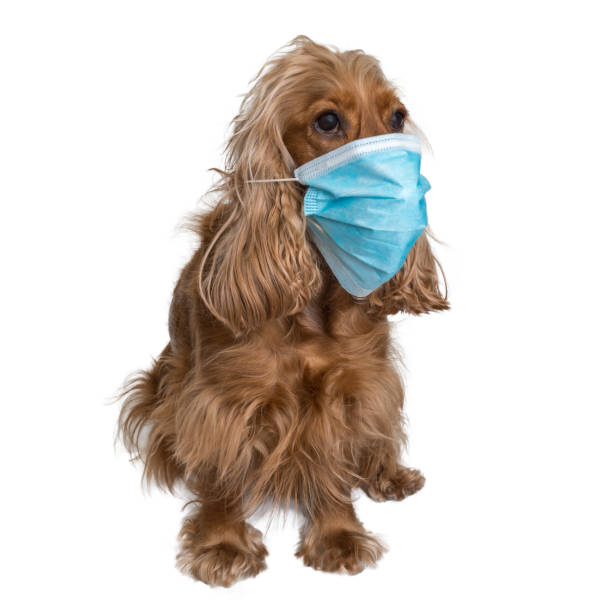 istock Dog with medical face mask isolated on white 1213350000