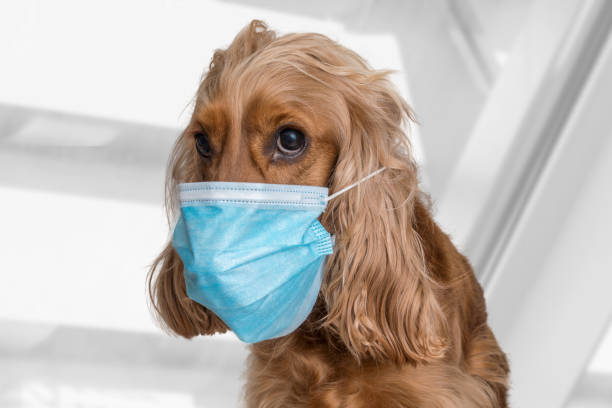 istock Dog with medical face mask 1213350013