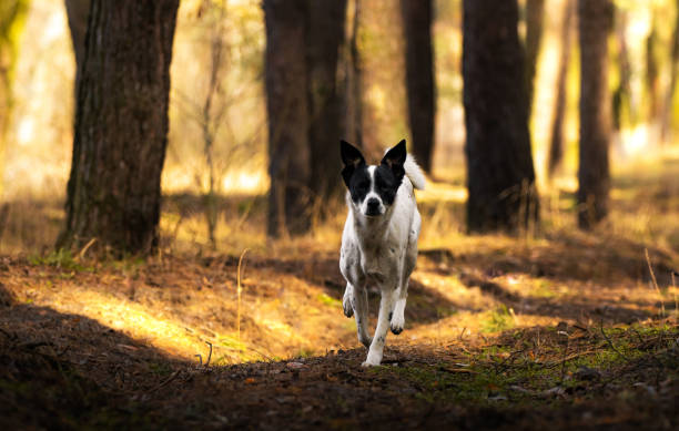 istock Dog runs in the forest during sunset, photo in motion 1213351111
