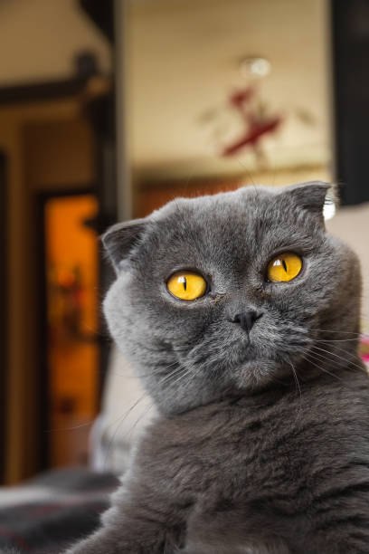 istock Scottish fold at home, portrait of a cat 1213351227