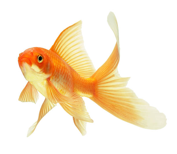 istock Macro image of a gold fish isolated on white background 121335410