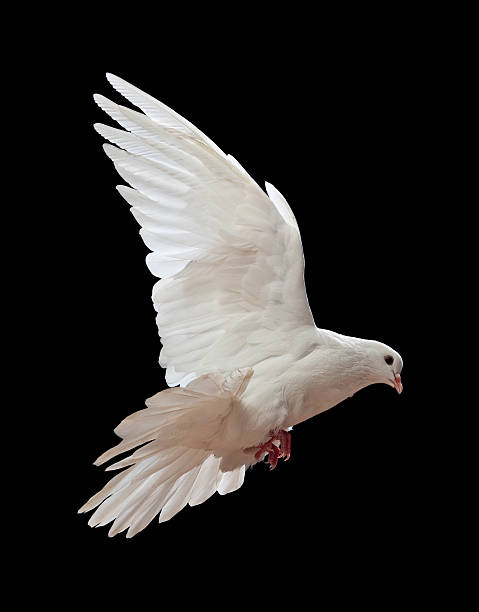 istock Free flying white dove isolated on a black 121335588