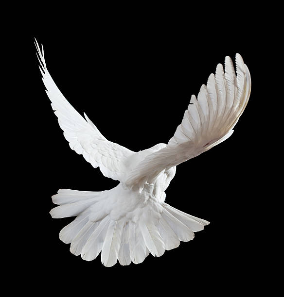 istock Free flying white dove isolated on a black 121335594