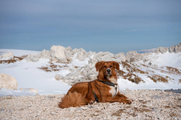 istock dog in the snow 1213358356